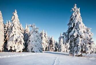 Wallpaper Tree Winter Snow Pine Desktop Nature