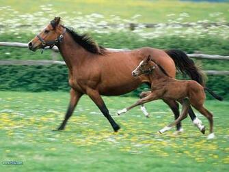 Horses Image Horse HD Wallpaper And Background Photos