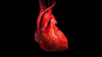 Human Anatomy Wallpaper Image