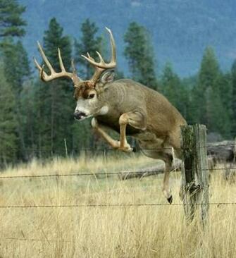 Big Deer Image Picture Code
