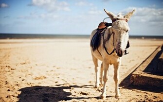 Donkey Saddle Photo Pictures In High Definition Or Widescreen