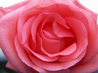 Single Flower Wallpaper