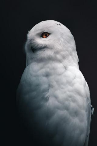 Owl Wallpaper HD Hq