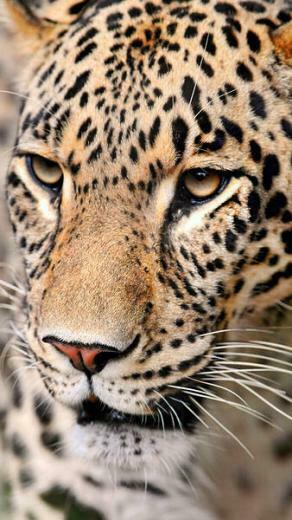 Leopard Face iPhone 6s Plus Wallpaper