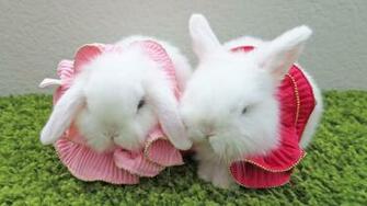 Baby Rabbit Wallpaper Animals