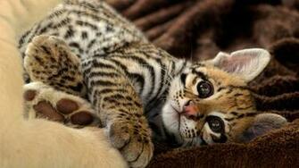 Ocelot HD Wallpaper Background Image