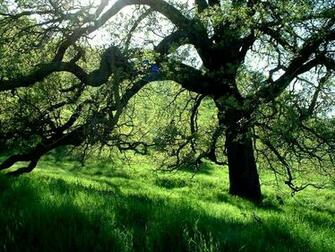 Oak Tree
