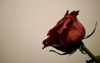 The Red Rose Desktop Wallpaper