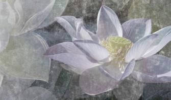 Lotus Wallpaper On