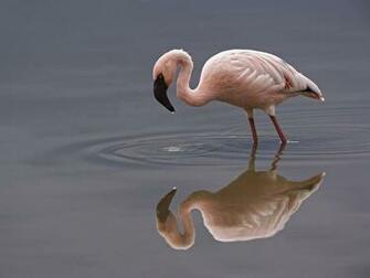 Wallpaper Flamingo