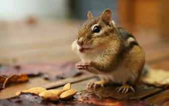 Squirrel Like Animal HD Wallpaper High Quality