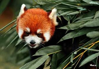 Red Panda Baby HD Wallpaper Animale Birds Wild Animales