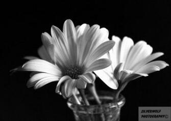 Daisy Black And White HD Wallpaper In Flowers Imageci