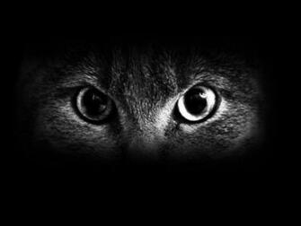 Cat Eyes