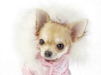 Desktop HD Chihuahua Puppies Wallpaper Baby Bengal Tiger