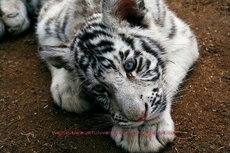 White Bengal Tiger Pictures