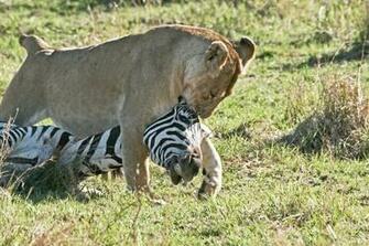 Hunting Animals Pictures Pics