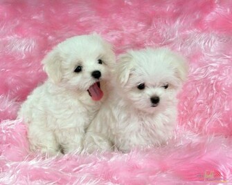 White Baby Dog Wallpaper