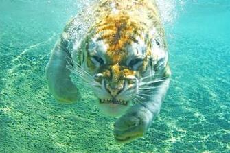 A Bengal Tiger Swimming Underwater Full HD Wallpaper And