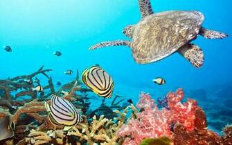 Ocean Desktop Background Underwater Pictures Wallpaper
