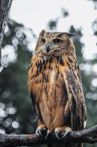 Owl Wallpaper For Mobile Phone HD Pictures