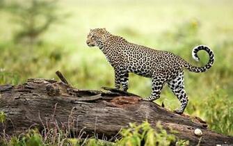 Wildlife Wallpaper HD My Animals