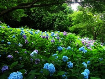 Flower Garden Wallpaper