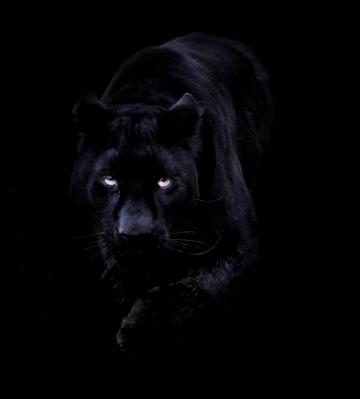 Best Of Black Panther Animal Wallpaper iPhone Design