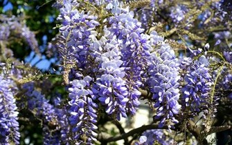 Wisteria Wallpaper