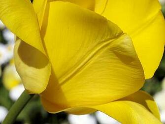 Yellowtulip Petals Desktop Wallpaper