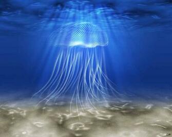 Jellyfish Computer Wallpaper Desktop Background Id