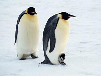 Cute Penguin Wallpaper High Definition
