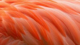 Wallpaper Flamingo Orange Macro Feathers