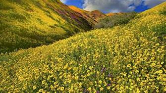 Wild Flower Wallpaper