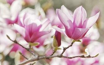 Magnolia Flower Wallpaper HD Image Live