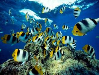 Photo Butterfly Fish Swimming Near Water S Surface
