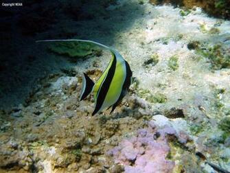 Fish Swim Alone Foraging Hawaii Pictures Of The Day HD Wallpaper