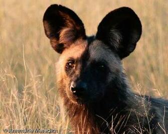 Wallpaper African Wild Dog