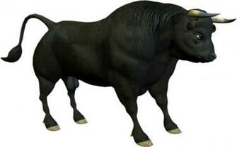 Wallpaper Black Bull Photo For Desktop