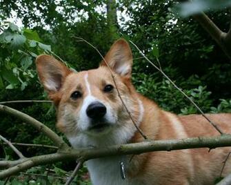 Pembroke Welsh Corgi Pc Wallpaper