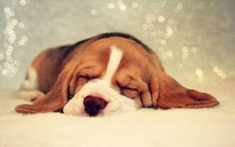 Puppy Sleeping Wallpaper At Wallpaperbro