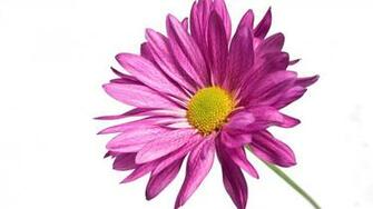 Pink Daisy 1080p All For Desktop