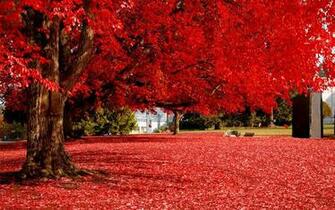 Autumn Tree HD Image