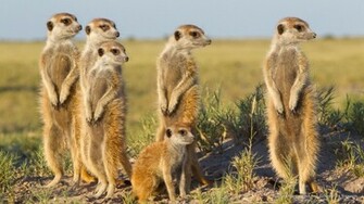 Webshots Meerkats Makgadikgadi Pans National Park Botswana