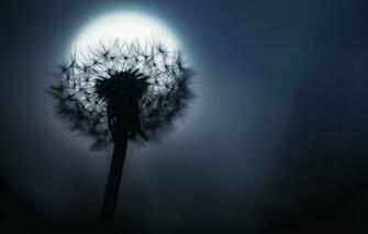 Wallpaper Night Dandelion The Moon Image For Desktop Section