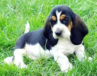 Basset Hound Puppy Wallpaper Dogbreedswallpaper