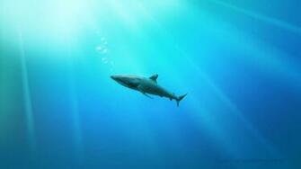 Great White Sharks Home Shark Jpg
