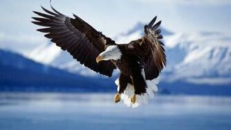 Animals Bald Eagle Desktop Wallpaper Nr