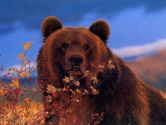 Grizzly Bear Wallpaper