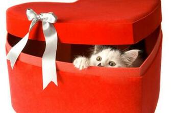 Homeless Cat Or Kitten By Purchasing An Adoption Gift Certificate